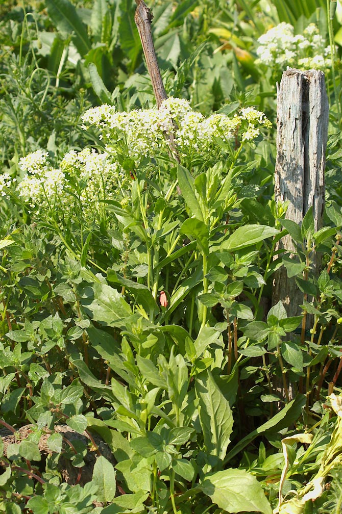 Lepidium draba subsp. draba / Lattona